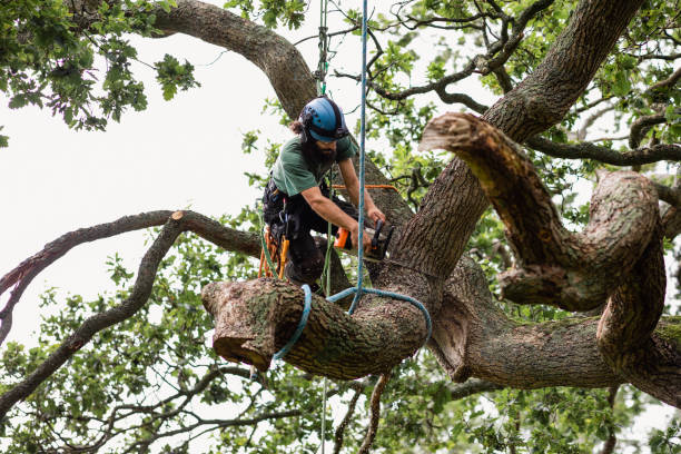 Best Emergency Tree Removal  in Basking Ridge, NJ